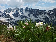04 Anemone narcissino con vista sulle 'Piccole Dolomiti Scalvine'